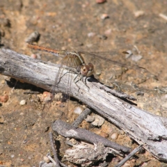 Diplacodes bipunctata (Wandering Percher) at Gungahlin, ACT - 28 Sep 2017 by MatthewFrawley