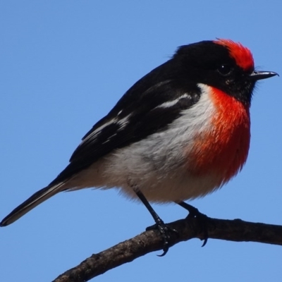 Petroica goodenovii (Red-capped Robin) at Parkes, ACT - 28 Sep 2017 by roymcd