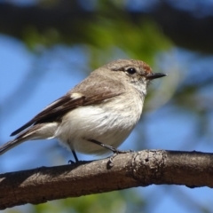 Petroica goodenovii at Parkes, ACT - 28 Sep 2017