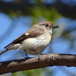 Petroica goodenovii at Parkes, ACT - 28 Sep 2017