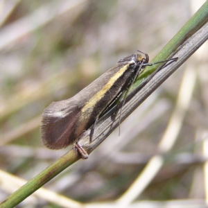 Philobota chrysopotama at Gungahlin, ACT - 28 Sep 2017 11:19 AM