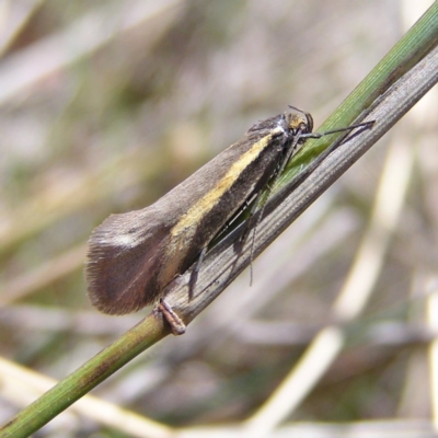 Philobota chrysopotama (A concealer moth) at Mulligans Flat - 28 Sep 2017 by MatthewFrawley