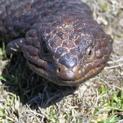 Tiliqua rugosa (Shingleback Lizard) at Mulligans Flat - 28 Sep 2017 by MatthewFrawley