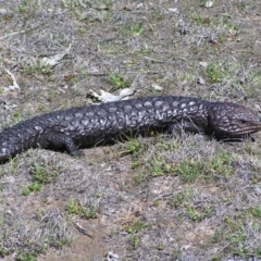 Tiliqua rugosa at Gungahlin, ACT - 28 Sep 2017 11:32 AM