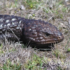 Tiliqua rugosa at Gungahlin, ACT - 28 Sep 2017 11:32 AM