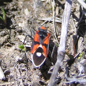 Melanerythrus mactans at Amaroo, ACT - 28 Sep 2017