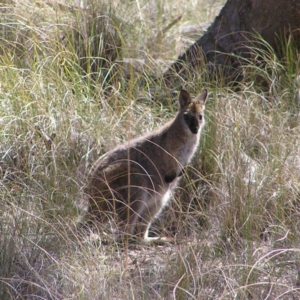 Notamacropus rufogriseus at Gungahlin, ACT - 28 Sep 2017