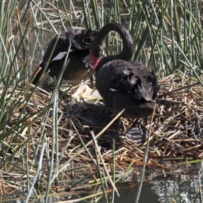 Cygnus atratus (Black Swan) at Kingston, ACT - 27 Sep 2017 by AlisonMilton