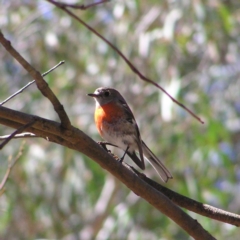 Petroica boodang (Scarlet Robin) at Mulligans Flat - 28 Sep 2017 by MatthewFrawley