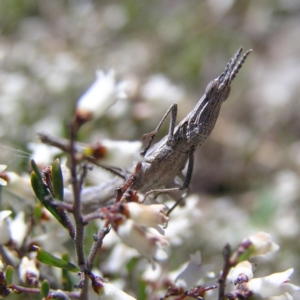 Keyacris scurra at Forde, ACT - 28 Sep 2017