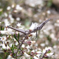 Keyacris scurra at Forde, ACT - 28 Sep 2017 12:23 PM