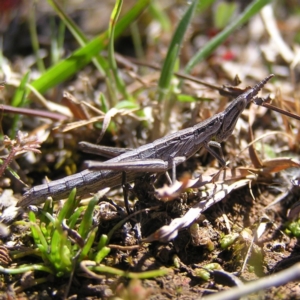 Keyacris scurra at Forde, ACT - 28 Sep 2017