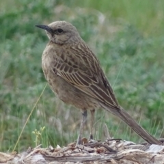 Cincloramphus cruralis (Brown Songlark) at National Arboretum Forests - 28 Sep 2017 by roymcd