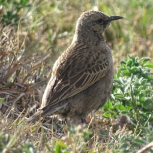 Cincloramphus cruralis at Molonglo Valley, ACT - 28 Sep 2017