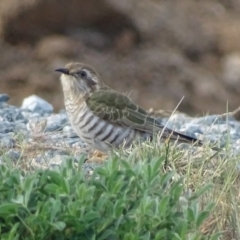 Chrysococcyx basalis (Horsfield's Bronze-Cuckoo) at Molonglo Valley, ACT - 28 Sep 2017 by roymcd