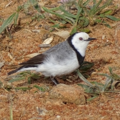 Epthianura albifrons (White-fronted Chat) at Yarralumla, ACT - 28 Sep 2017 by roymcd