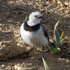 Epthianura albifrons at Yarralumla, ACT - 28 Sep 2017