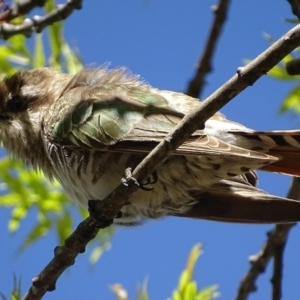 Chrysococcyx basalis at Parkes, ACT - 28 Sep 2017