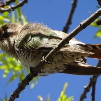 Chrysococcyx basalis (Horsfield's Bronze-Cuckoo) at Parkes, ACT - 28 Sep 2017 by roymcd