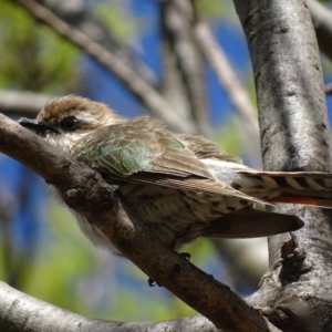 Chrysococcyx basalis at Parkes, ACT - 28 Sep 2017