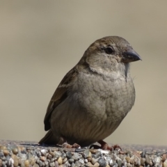 Passer domesticus (House Sparrow) at Parkes, ACT - 28 Sep 2017 by roymcd