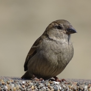 Passer domesticus at Parkes, ACT - 28 Sep 2017