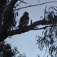 Hieraaetus morphnoides (Little Eagle) at Garran, ACT - 28 Sep 2017 by roymcd