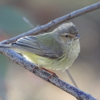 Smicrornis brevirostris (Weebill) at Garran, ACT - 26 Sep 2017 by roymcd