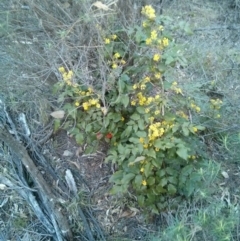 Berberis aquifolium (Oregon Grape) at Hackett, ACT - 28 Sep 2017 by WalterEgo