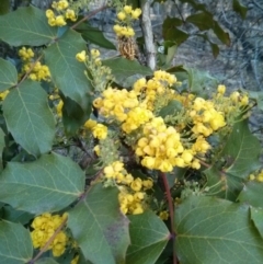 Berberis aquifolium at Hackett, ACT - 28 Sep 2017 05:41 PM