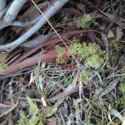 Daucus glochidiatus (Australian Carrot) at Mount Majura - 28 Sep 2017 by WalterEgo