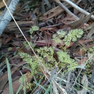 Daucus glochidiatus at Hackett, ACT - 28 Sep 2017 05:18 PM