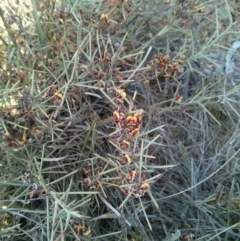 Daviesia genistifolia (Broom Bitter Pea) at Hackett, ACT - 28 Sep 2017 by WalterEgo