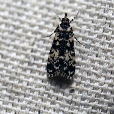 Scoparia exhibitalis (A Crambid moth) at O'Connor, ACT - 24 Sep 2017 by ibaird