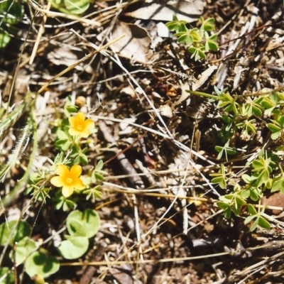 Oxalis sp. (Wood Sorrel) at Tuggeranong Hill - 21 Oct 1999 by michaelb