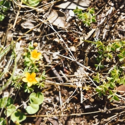 Oxalis (genus) (Wood Sorrel) at Conder, ACT - 22 Oct 1999 by MichaelBedingfield