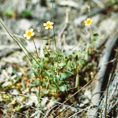 Oxalis sp. (Wood Sorrel) at Conder, ACT - 28 Nov 2000 by MichaelBedingfield