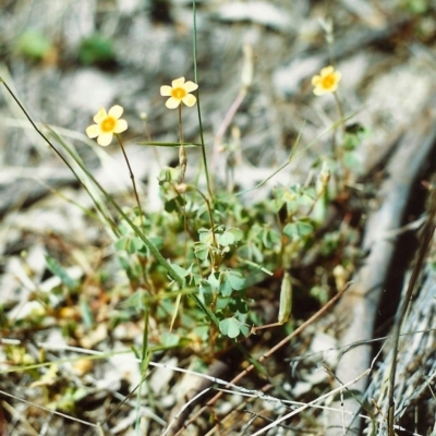 Oxalis sp. (Wood Sorrel) at Conder, ACT - 27 Nov 2000 by michaelb