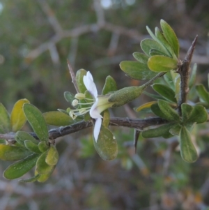 Lycium ferocissimum at Denman Prospect, ACT - 25 Sep 2017