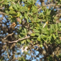 Lycium ferocissimum at Denman Prospect, ACT - 25 Sep 2017