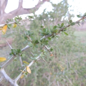 Lycium ferocissimum at Denman Prospect, ACT - 25 Sep 2017