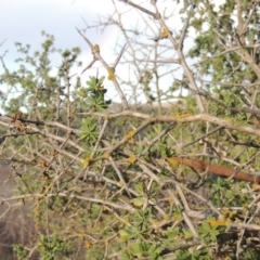 Lycium ferocissimum at Denman Prospect, ACT - 25 Sep 2017