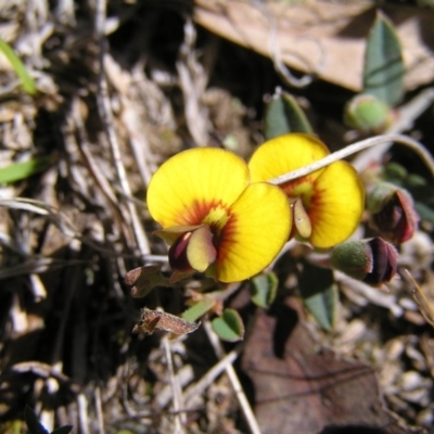 Bossiaea prostrata (Creeping Bossiaea) at Mulligans Flat - 28 Sep 2017 by MatthewFrawley