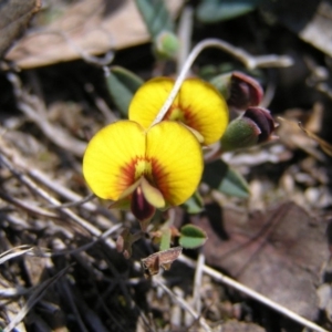 Bossiaea prostrata at Forde, ACT - 28 Sep 2017