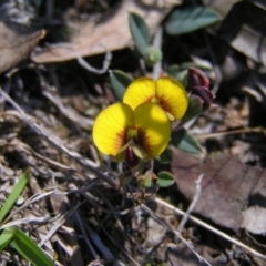 Bossiaea prostrata at Forde, ACT - 28 Sep 2017