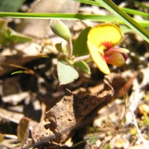 Bossiaea prostrata at Forde, ACT - 28 Sep 2017