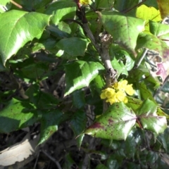 Berberis aquifolium (Oregon Grape) at Majura, ACT - 28 Sep 2017 by SilkeSma