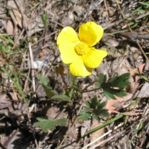 Ranunculus lappaceus at Forde, ACT - 28 Sep 2017