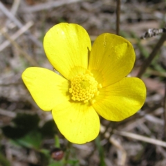 Ranunculus lappaceus at Forde, ACT - 28 Sep 2017 12:15 PM