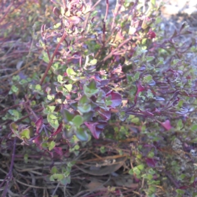 Einadia hastata (Berry Saltbush) at Majura, ACT - 28 Sep 2017 by SilkeSma